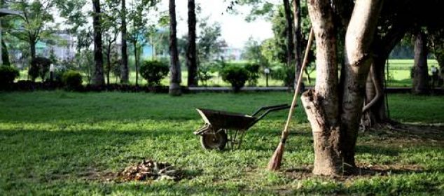 Plantation, entretien et taille du poirier