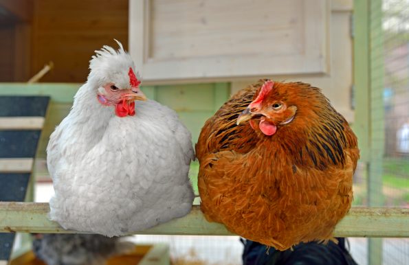 poules-perchoir