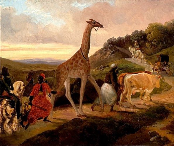 La girafe Zarafa
