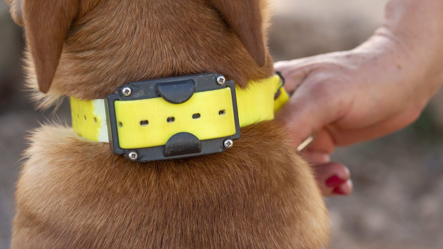Collier anti-fugue sans fil pour gros chien : que choisir