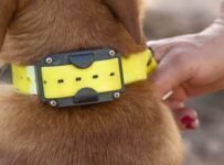 Collier anti fugue pour gros chien