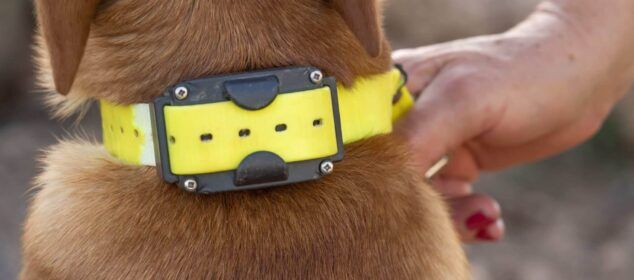 Collier anti fugue pour gros chien