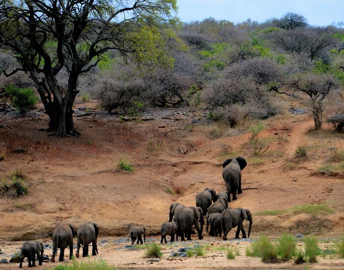 destination-voyage-safari-Afrique-elephant