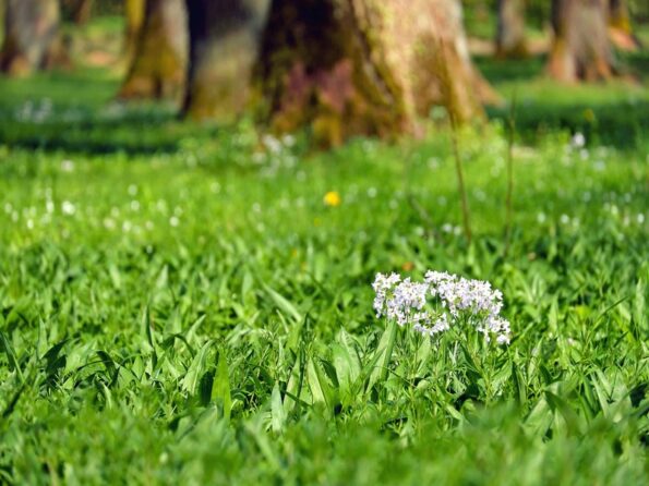 herbe en fleur : magnifique au printemps