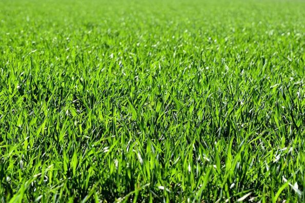 herbe verte vue rapprochée