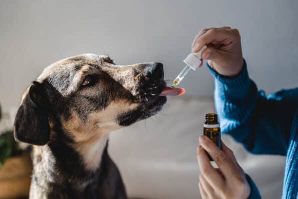 CBD pour animaux