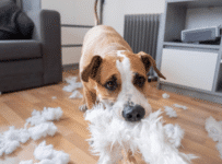 5 races de chien qui font des bêtises